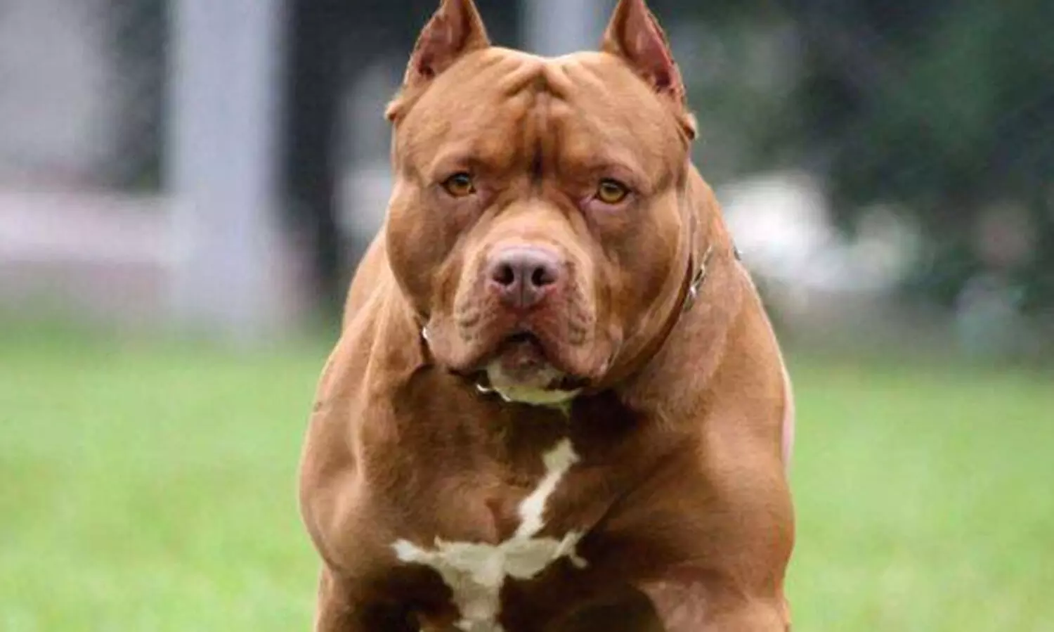 അക്രമകാരികളായ നായകളെ നിരോധിക്കണമെന്ന ഹരജി; കേന്ദ്രത്തിന്‍റെ പ്രതികരണം തേടി ഡൽഹി ഹൈകോടതി