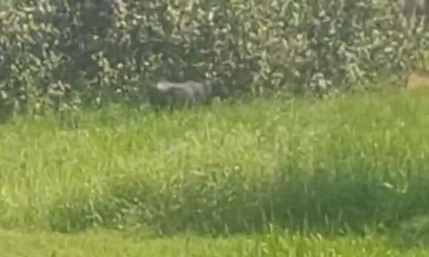 തിരുവല്ലയിൽ പോത്ത് വിരണ്ടോടി; തളക്കാൻ ശ്രമിക്കുന്നതിനിടെ ഏഴുപേർക്ക് കുത്തേറ്റു