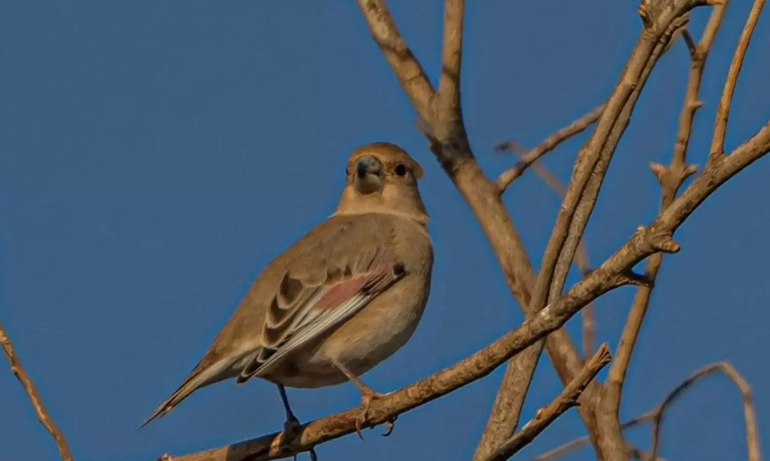 സൗദിയിലേക്ക് ശൈത്യകാല ദേശാടന പക്ഷികളുടെ വരവായി