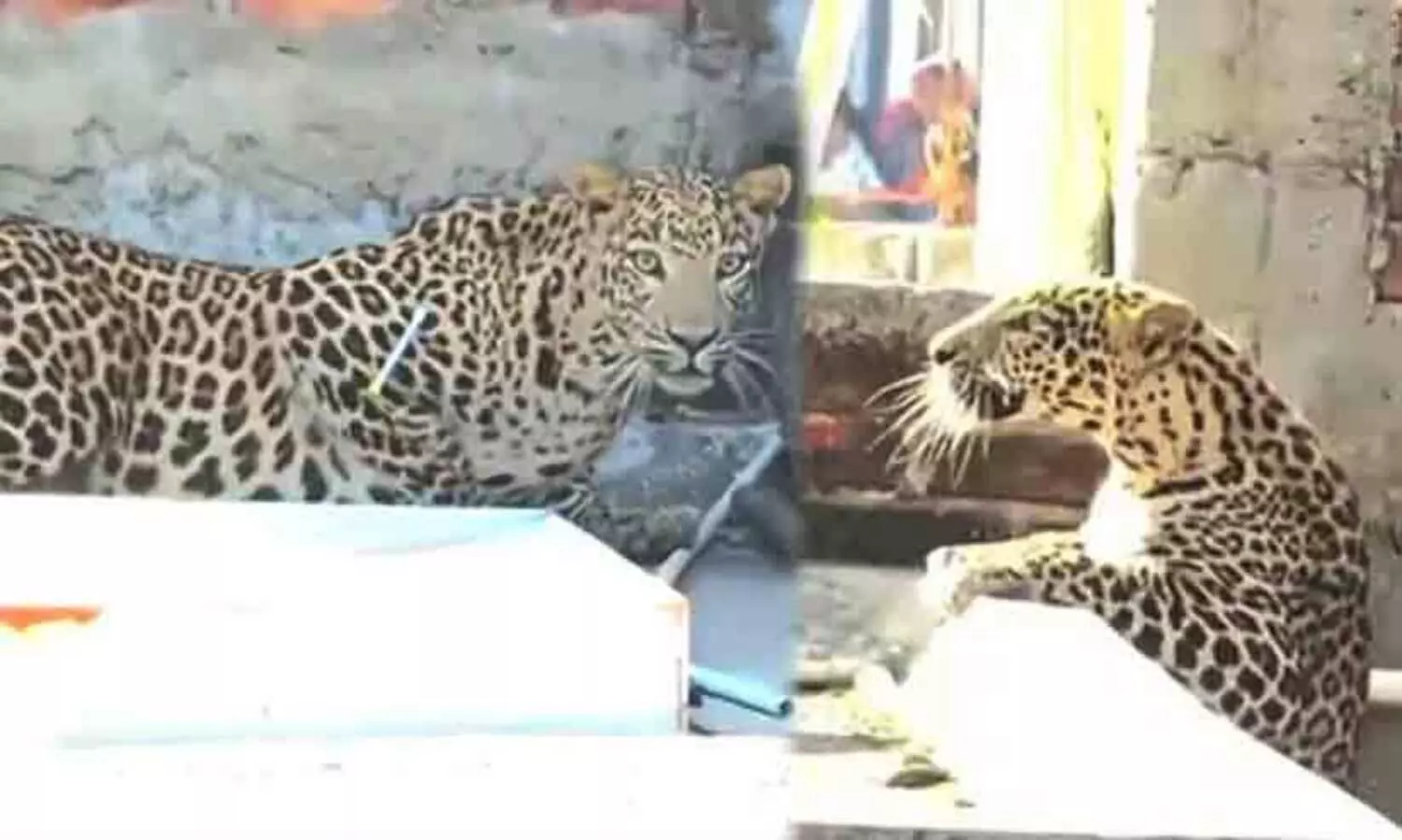 നാഗ്പൂരിൽ ജനവാസമേഖലയിൽ പുലി ആക്രമണം; ഏഴു പേർക്ക് പരിക്ക്