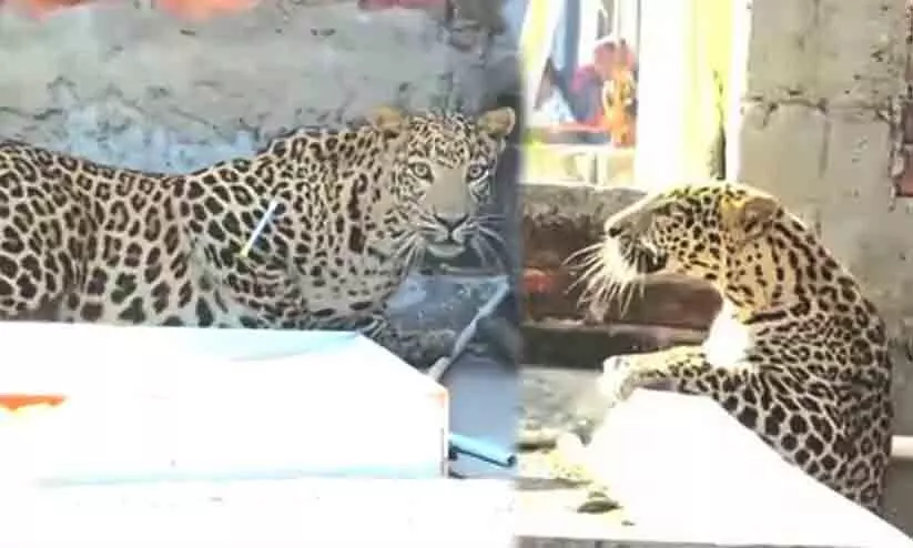 നാഗ്പൂരിൽ ജനവാസമേഖലയിൽ പുലി ആക്രമണം; ഏഴു പേർക്ക് പരിക്ക് നാഗ്പൂരിൽ ജനവാസമേഖലയിൽ പുലി ആക്രമണം; ഏഴു പേർക്ക് പരിക്ക്