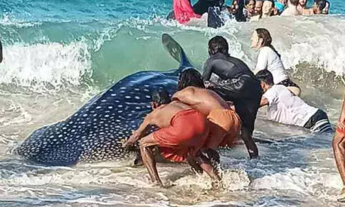 പരവൂർ തെക്കുംഭാഗത്ത് ജീവനുള്ള തിമിംഗലം കരക്കടിഞ്ഞു