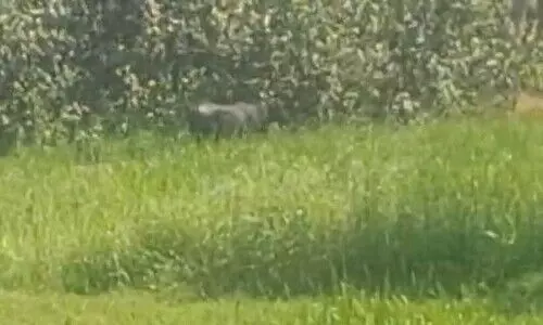 തിരുവല്ലയിൽ പോത്ത് വിരണ്ടോടി; തളക്കാൻ ശ്രമിക്കുന്നതിനിടെ ഏഴുപേർക്ക് കുത്തേറ്റു