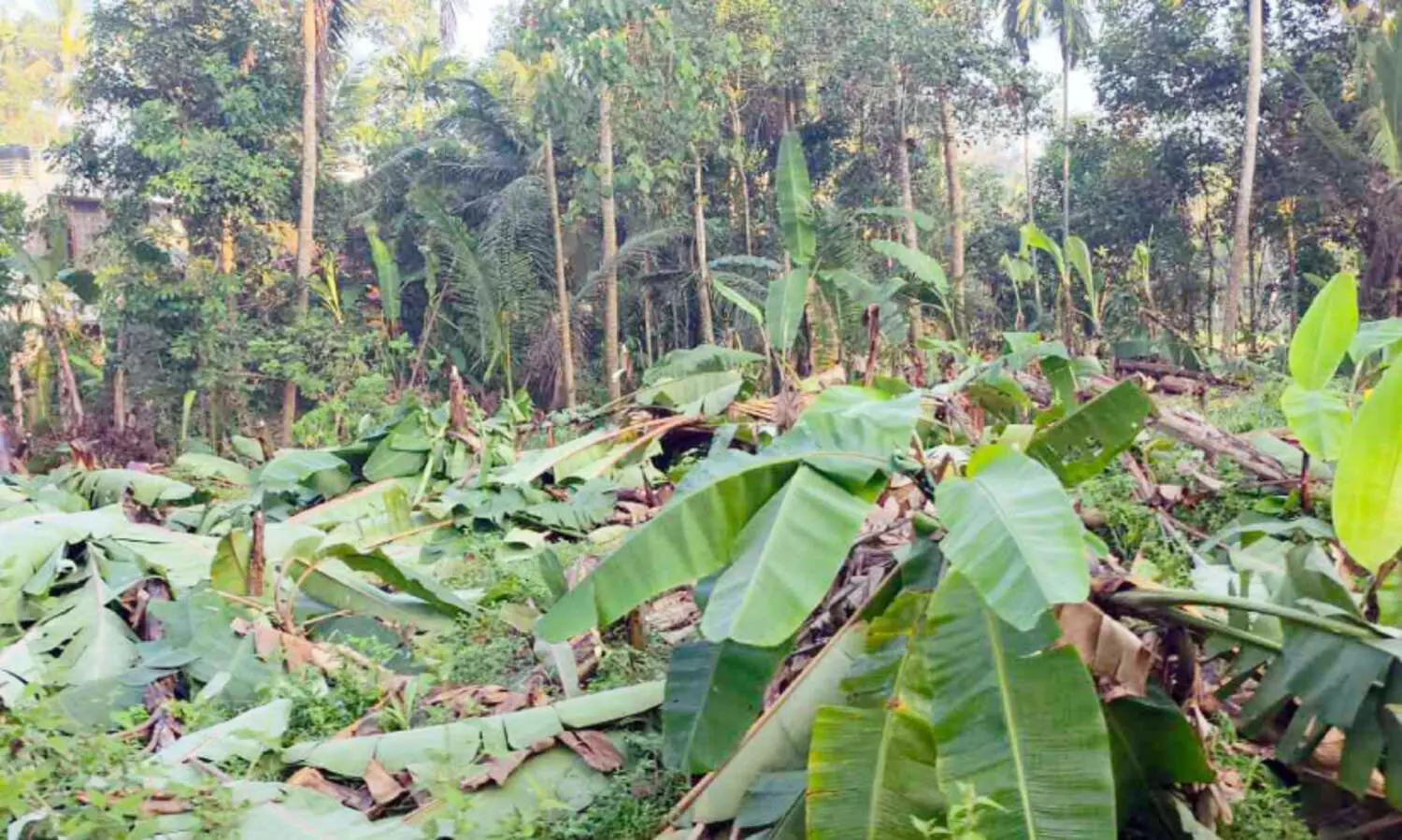 കൃഷി നശിപ്പിച്ചതായി പരാതി