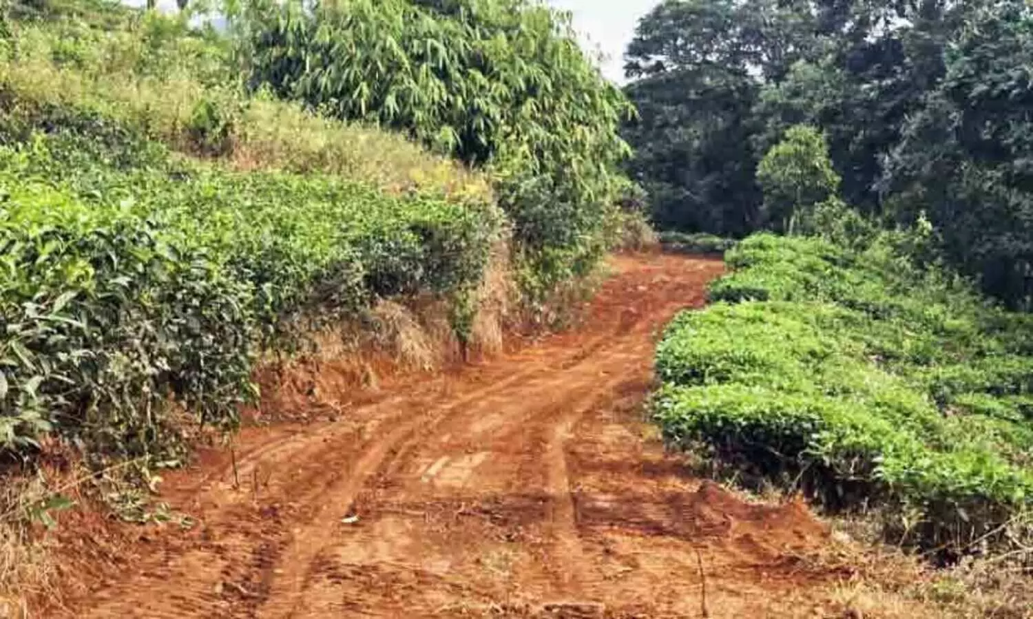 നാട്ടുകാരുടെ ശ്രമദാനം; മൂന്ന് കിലോമീറ്റർ റോഡ് റെഡി