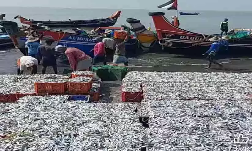 ചാകരക്കിടയിലും വലത്തകർച്ച; തീരത്ത് കണ്ണീർത്തിര ചാകരക്കിടയിലും വലത്തകർച്ച; തീരത്ത് കണ്ണീർത്തിര