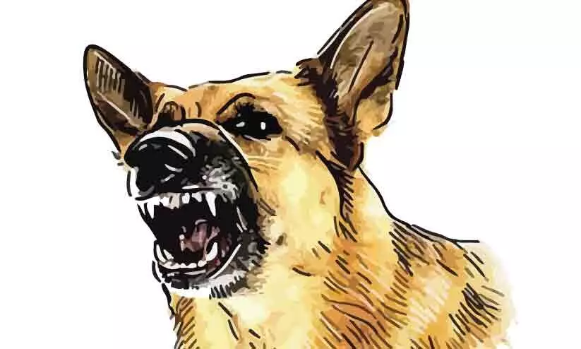 തെരുവുനായ് ആക്രമണം; 15 പേർക്ക് കടിയേറ്റു തെരുവുനായ് ആക്രമണം; 15 പേർക്ക് കടിയേറ്റു