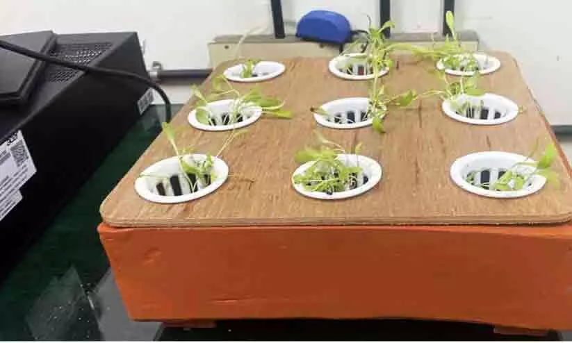 ഹൈഡ്രോപോണിക് ട്രേ വികസിപ്പിച്ചു ഹൈഡ്രോപോണിക് ട്രേ വികസിപ്പിച്ചു