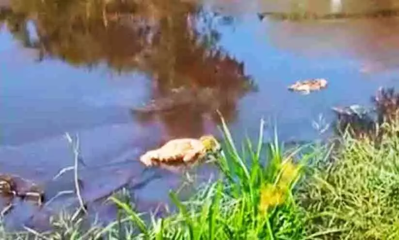 താറാവുകൾ ചത്ത നിലയിൽ താറാവുകൾ ചത്ത നിലയിൽ