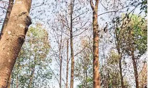 ഊദുമരങ്ങൾ പുഴുഭീഷണിയിൽ