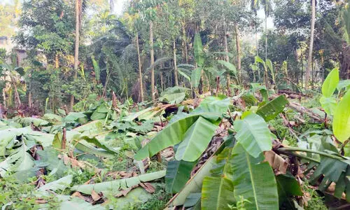 കൃഷി നശിപ്പിച്ചതായി പരാതി കൃഷി നശിപ്പിച്ചതായി പരാതി