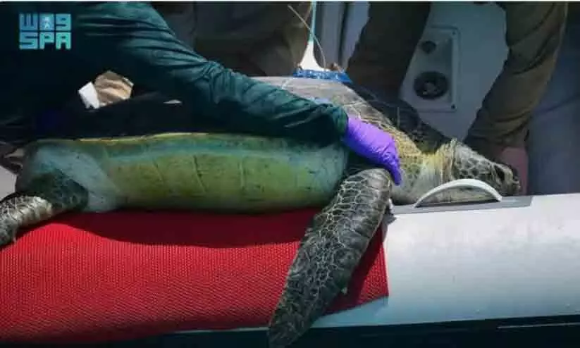 കടലാമ നിരീക്ഷണത്തിന് ഉപഗ്രഹങ്ങൾ ഉപയോഗിക്കാൻ സൗദി പദ്ധതി കടലാമ നിരീക്ഷണത്തിന് ഉപഗ്രഹങ്ങൾ ഉപയോഗിക്കാൻ സൗദി പദ്ധതി