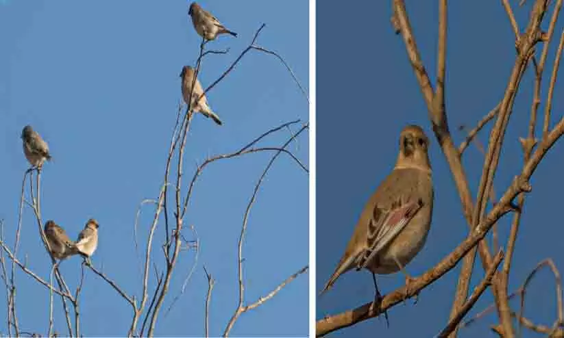 സൗ​ദി​യി​ലേ​ക്ക് ശൈ​ത്യ​കാ​ല ദേ​ശാ​ട​ന​പ്പ​ക്ഷി​ക​ളു​ടെ വ​ര​വാ​യി