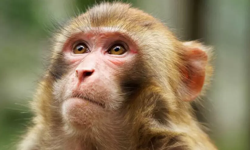 വന്യമൃഗങ്ങളെ ഓടിക്കാൻ ‘തൂക്കിയിട്ട മരുന്ന്’ കുപ്പി ഉൾപ്പെടെ അടിച്ചുമാറ്റി കുരങ്ങുകൾ വന്യമൃഗങ്ങളെ ഓടിക്കാൻ ‘തൂക്കിയിട്ട മരുന്ന്’ കുപ്പി ഉൾപ്പെടെ അടിച്ചുമാറ്റി കുരങ്ങുകൾ