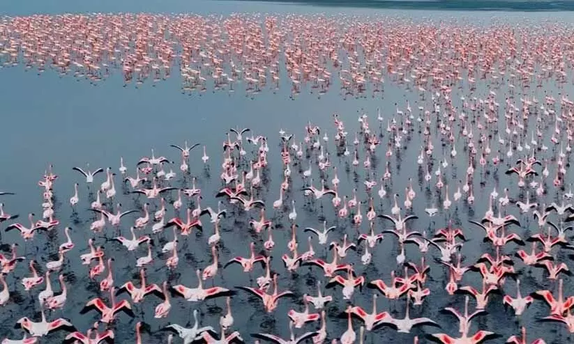 Royal swans,Sambhar Salt Lake,Rajasthan,Pink hue,Migratory birds, ദേശാടനപക്ഷികൾ, രാജഹംസം, ദേശാടനം, വലിയ അരയന്നകൊക്ക് Royal swans,Sambhar Salt Lake,Rajasthan,Pink hue,Migratory birds, ദേശാടനപക്ഷികൾ, രാജഹംസം, ദേശാടനം, വലിയ അരയന്നകൊക്ക്