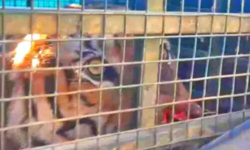 മസിനഗുഡിയിൽ നരഭോജി കടുവ കൂട്ടിലായി