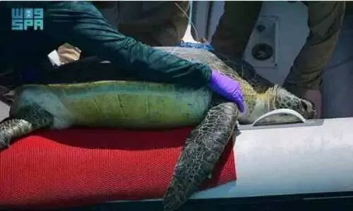 കടലാമ നിരീക്ഷണത്തിന് ഉപഗ്രഹങ്ങൾ ഉപയോഗിക്കാൻ സൗദി പദ്ധതി കടലാമ നിരീക്ഷണത്തിന് ഉപഗ്രഹങ്ങൾ ഉപയോഗിക്കാൻ സൗദി പദ്ധതി