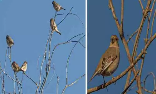 സൗദിയിലേക്ക് ശൈത്യകാല ദേശാടനപ്പക്ഷികളുടെ വരവായി സൗദിയിലേക്ക് ശൈത്യകാല ദേശാടനപ്പക്ഷികളുടെ വരവായി