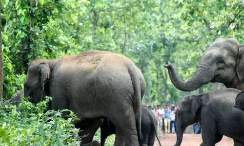 കാടിറങ്ങുന്ന വന്യജീവികൾ നാടിന്‍റെ ഉറക്കം കെടുത്തുന്നു
