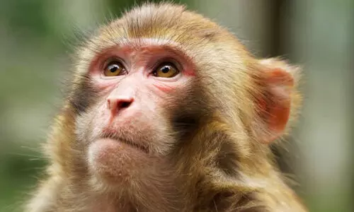 വ​ന്യ​മൃ​ഗ​ങ്ങ​ളെ ഓ​ടി​ക്കാ​ൻ ‘തൂ​ക്കി​യി​ട്ട​ മ​രു​ന്ന്’​ കു​പ്പി ഉ​ൾ​​പ്പെ​ടെ അ​ടി​ച്ചു​മാ​റ്റി കു​ര​ങ്ങു​ക​ൾ