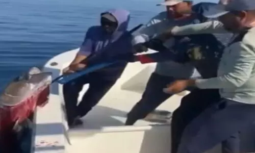 ഫുജൈറയിൽ ഭീമൻ ട്യൂണയെ പിടികൂടി