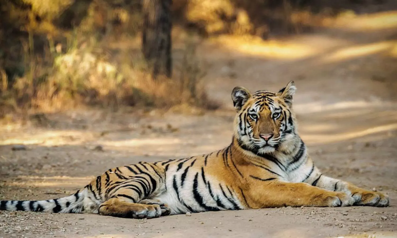 Be careful, breeding, season,tigers, കടുവകൾ, പ്രജനന സമയം,