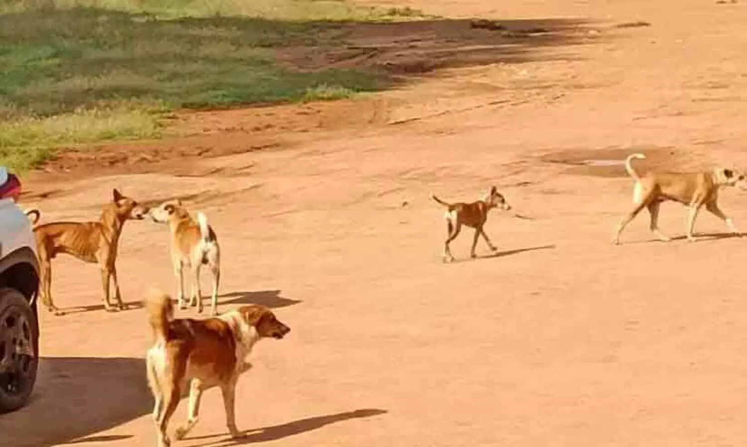 മ​ണ്ണൂ​രി​ൽ തെ​രു​വു​നാ​യ്ക്ക​ൾ വി​ല​സു​ന്നു; കാ​ൽ​ന​ട​യാ​ത്ര​ക്കാ​ർ ഭീ​തി​യി​ൽ