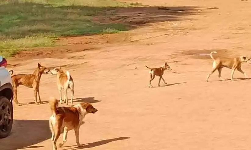 മണ്ണൂരിൽ തെരുവുനായ്ക്കൾ വിലസുന്നു; കാൽനടയാത്രക്കാർ ഭീതിയിൽ മണ്ണൂരിൽ തെരുവുനായ്ക്കൾ വിലസുന്നു; കാൽനടയാത്രക്കാർ ഭീതിയിൽ