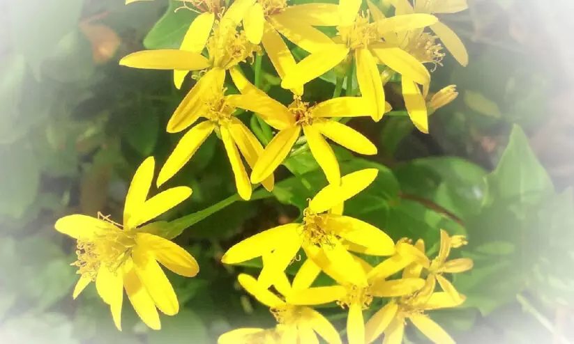 മഞ്ഞ ബ്രൈഡൽ ബാൻക്വറ്റ് മഞ്ഞ ബ്രൈഡൽ ബാൻക്വറ്റ്