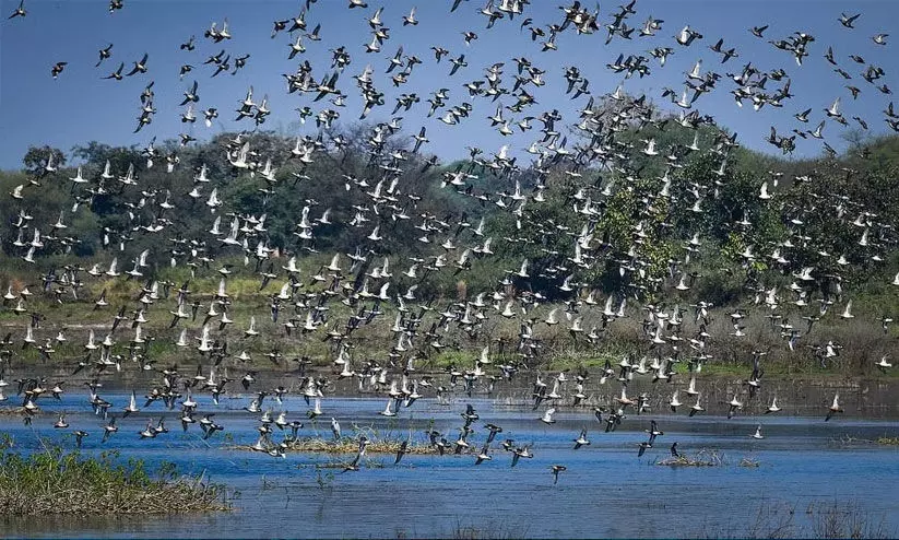 Ramsar,Siliserh Lake,Kopra Reservoir,Wetlands,Biodiversity, തണ്ണീർത്തടങ്ങൾ, ഡൽഹി, ചണ്ഡീഗഡ്, രാജസ്ഥാൻ, സിലിസേർ, കൊപ്ര Ramsar,Siliserh Lake,Kopra Reservoir,Wetlands,Biodiversity, തണ്ണീർത്തടങ്ങൾ, ഡൽഹി, ചണ്ഡീഗഡ്, രാജസ്ഥാൻ, സിലിസേർ, കൊപ്ര
