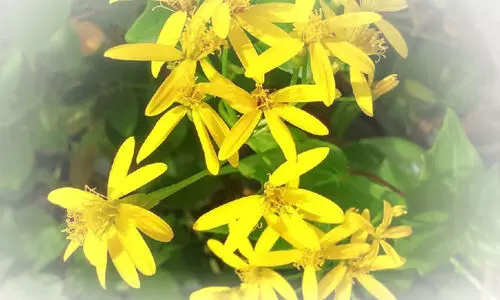 മഞ്ഞ ബ്രൈഡൽ ബാൻക്വറ്റ് മഞ്ഞ ബ്രൈഡൽ ബാൻക്വറ്റ്