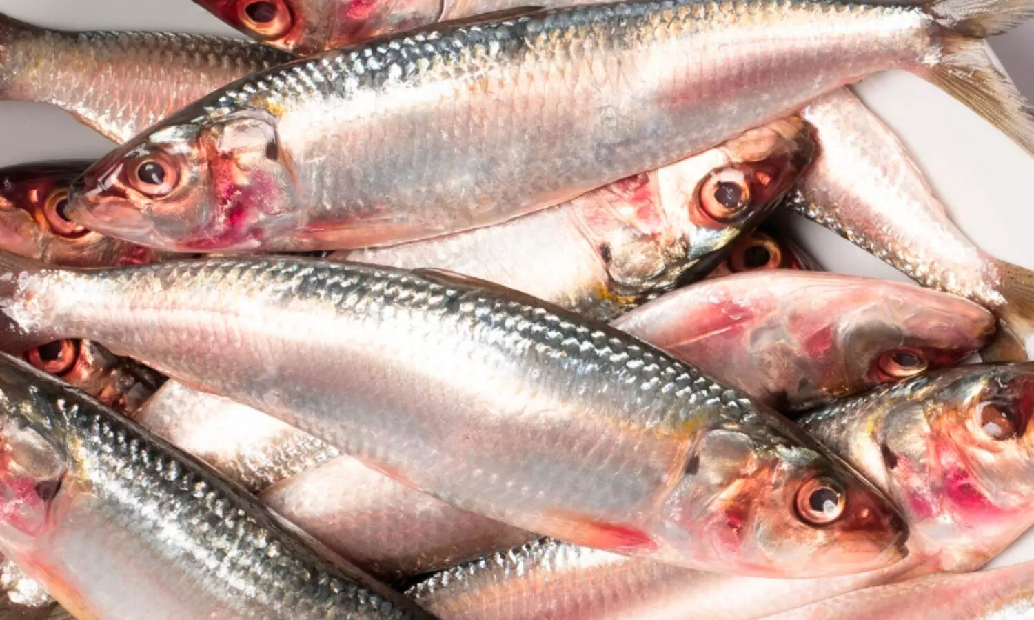 കേരള തീരത്ത് മത്തി കുറയുന്നുണ്ട്-കേന്ദ്ര മന്ത്രി