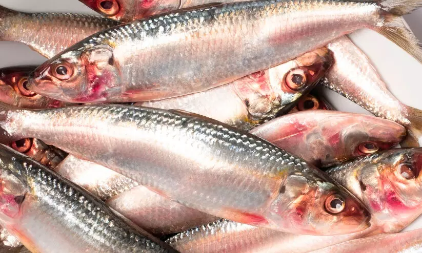 കേരള തീരത്ത് മത്തി കുറയുന്നുണ്ട്-കേന്ദ്ര മന്ത്രി കേരള തീരത്ത് മത്തി കുറയുന്നുണ്ട്-കേന്ദ്ര മന്ത്രി