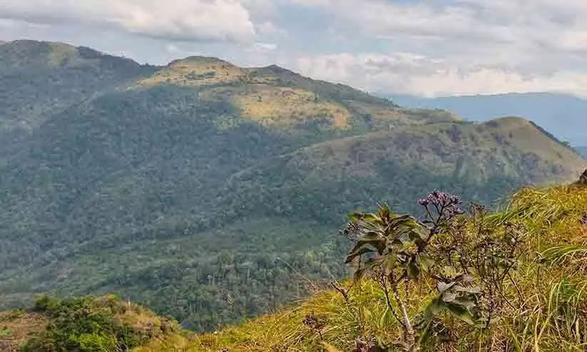 വരയാട്മൊട്ട എന്ന ട്രക്കിങ് വിസ്മയം വരയാട്മൊട്ട എന്ന ട്രക്കിങ് വിസ്മയം