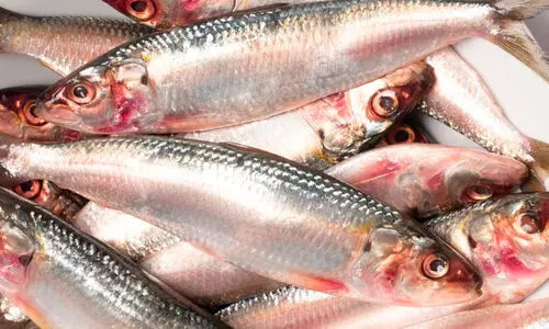 കേരള തീരത്ത് മത്തി കുറയുന്നുണ്ട്-കേന്ദ്ര മന്ത്രി