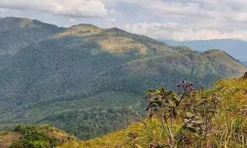 വരയാട്മൊട്ട എന്ന ട്രക്കിങ് വിസ്മയം വരയാട്മൊട്ട എന്ന ട്രക്കിങ് വിസ്മയം
