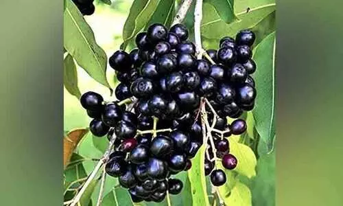 നിരവധി ആരോഗ്യഗുണങ്ങളുള്ള ഫലം നിരവധി ആരോഗ്യഗുണങ്ങളുള്ള ഫലം