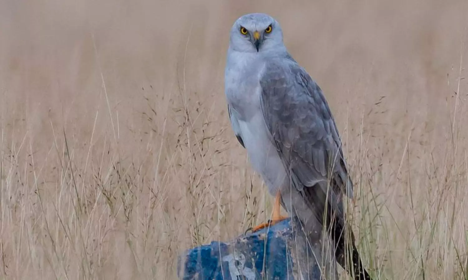 കസാക്കിസ്ഥാനിൽ നിന്ന് ആറു രാജ്യങ്ങൾ കടന്ന് തിരുനെൽവേലിയിലേക്ക്; 6000 കിലോമീറ്ററുകൾ താണ്ടി ദേശാടനപക്ഷിയായ മേടുതപ്പി