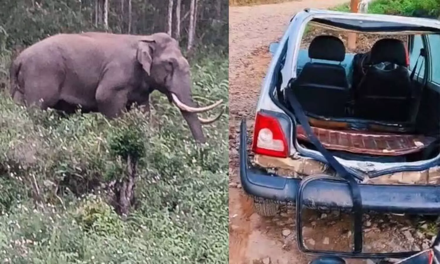 Wild elephant attacks car; Wild buffalo also poses threat in residential area in Munnar