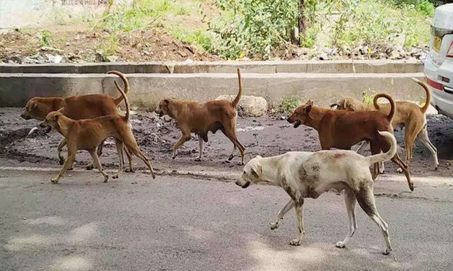 പെരിങ്ങോട് തെരുവുനായ് ആക്രമണം; കുട്ടികള്‍ ഉള്‍പ്പടെ നാലുപേർക്ക് കടിയേറ്റു