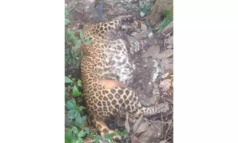 Dead,leopard,found , private home, പുള്ളിപ്പുലി, ചത്തനിലയിൽ, കാഞ്ഞങ്ങാട് Dead,leopard,found , private home, പുള്ളിപ്പുലി, ചത്തനിലയിൽ, കാഞ്ഞങ്ങാട്