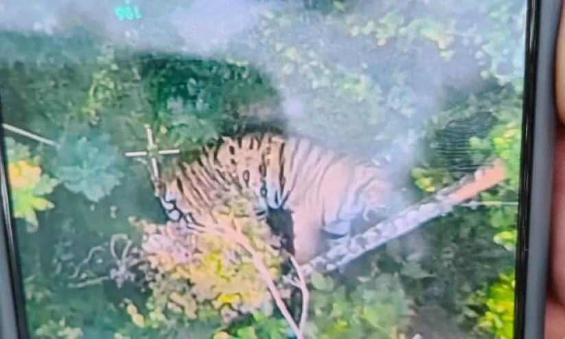 Severe fear ,Pachilakad,Padikkamvayal,Authorities ,alert,പനമരം, പച്ചിലക്കാട്, കടുവ, Severe fear ,Pachilakad,Padikkamvayal,Authorities ,alert,പനമരം, പച്ചിലക്കാട്, കടുവ,