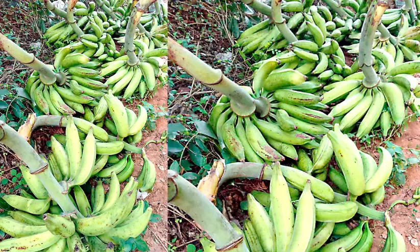 പ്രതീക്ഷകൾ അസ്തമിച്ചു; വിലയിടിവിൽ തകർന്ന് ഏത്തവാഴ കർഷകർ പ്രതീക്ഷകൾ അസ്തമിച്ചു; വിലയിടിവിൽ തകർന്ന് ഏത്തവാഴ കർഷകർ