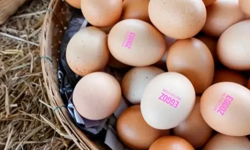 ബ്രാൻഡഡ് മുട്ടയിൽ നിരോധിത ആന്റിബയോട്ടിക്; രാജ്യവ്യാപകമായി മുട്ട പരിശോധിക്കാൻ ഭക്ഷ്യസുരക്ഷാ വകുപ്പ് ബ്രാൻഡഡ് മുട്ടയിൽ നിരോധിത ആന്റിബയോട്ടിക്; രാജ്യവ്യാപകമായി മുട്ട പരിശോധിക്കാൻ ഭക്ഷ്യസുരക്ഷാ വകുപ്പ്