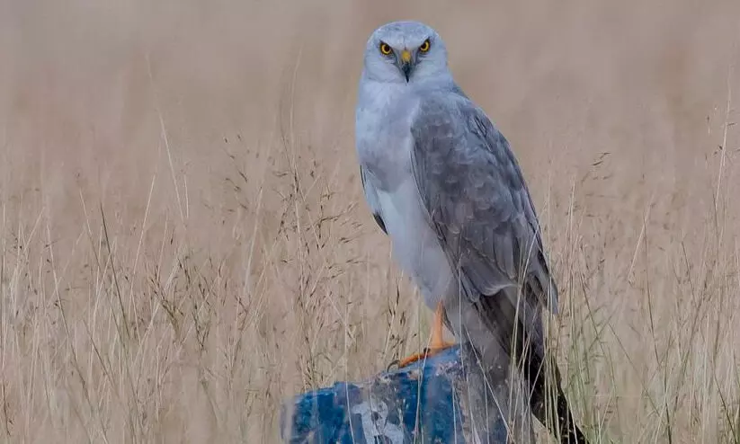 കസാക്കിസ്ഥാനിൽ നിന്ന് ആറു രാജ്യങ്ങൾ കടന്ന് തിരുനെൽവേലിയിലേക്ക്; 6000 കിലോമീറ്ററുകൾ താണ്ടി ദേശാടനപക്ഷിയായ മേടുതപ്പി കസാക്കിസ്ഥാനിൽ നിന്ന് ആറു രാജ്യങ്ങൾ കടന്ന് തിരുനെൽവേലിയിലേക്ക്; 6000 കിലോമീറ്ററുകൾ താണ്ടി ദേശാടനപക്ഷിയായ മേടുതപ്പി