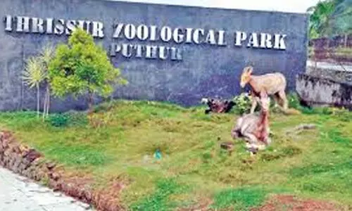 Death,deer,Puthur Park,investigation, no action,പുത്തൂർ , തൃശൂർ , മൃഗശാല, മാനുകൾ ,