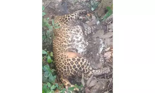 Dead,leopard,found , private home, പുള്ളിപ്പുലി, ചത്തനിലയിൽ, കാഞ്ഞങ്ങാട് Dead,leopard,found , private home, പുള്ളിപ്പുലി, ചത്തനിലയിൽ, കാഞ്ഞങ്ങാട്