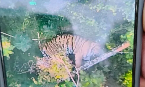 Severe fear ,Pachilakad,Padikkamvayal,Authorities ,alert,പനമരം, പച്ചിലക്കാട്, കടുവ,