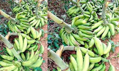 പ്രതീക്ഷകൾ അസ്തമിച്ചു; വിലയിടിവിൽ തകർന്ന്​   ഏത്തവാഴ കർഷകർ