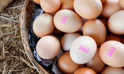 ബ്രാൻഡഡ് മുട്ടയിൽ നിരോധിത ആന്റിബയോട്ടിക്; രാജ്യവ്യാപകമായി മുട്ട പരിശോധിക്കാൻ ഭക്ഷ്യസുരക്ഷാ വകുപ്പ് ബ്രാൻഡഡ് മുട്ടയിൽ നിരോധിത ആന്റിബയോട്ടിക്; രാജ്യവ്യാപകമായി മുട്ട പരിശോധിക്കാൻ ഭക്ഷ്യസുരക്ഷാ വകുപ്പ്